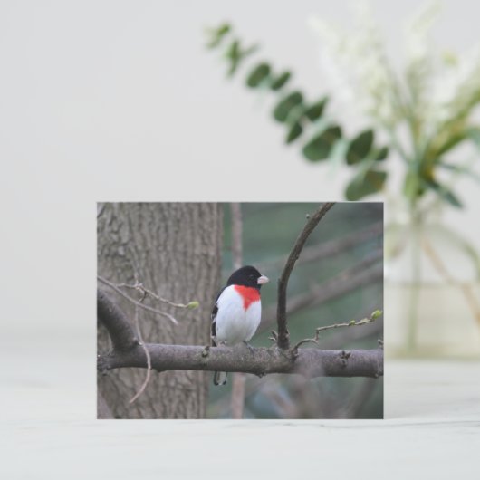 Roter Grosbeak Postkarte (Stehend Vorderseite)