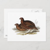 Roter Grouse Postkarte (Vorne/Hinten)