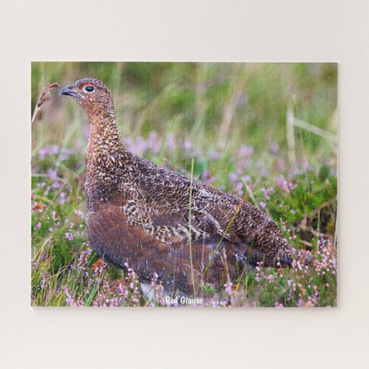 Roter Grouse Puzzle (Horizontal)