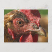 Roter Hahn Postkarte (Vorderseite)