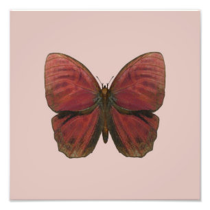 Roter Hahn Schmetterling Fotodruck