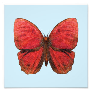 Roter Hahn Schmetterling Fotodruck