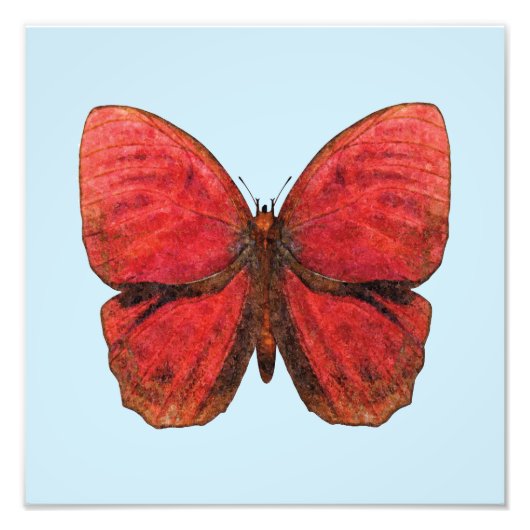 Roter Hahn Schmetterling Fotodruck (Vorne)