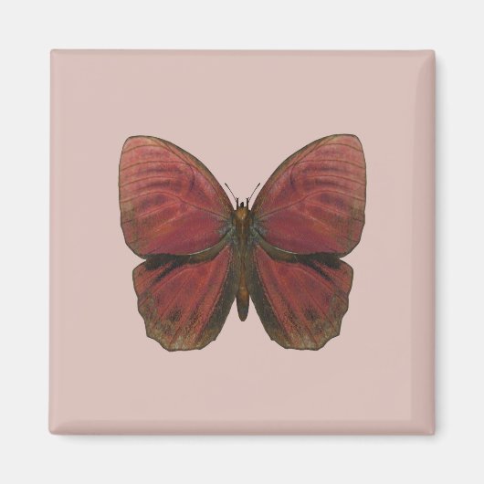 Roter Hahn Schmetterling Magnet (Vorne)