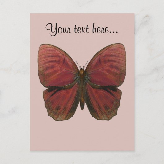 Roter Hahn Schmetterling Postkarte (Vorderseite)