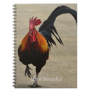 Roter Hahn Vogel Kauai (meine Fotografie) Notizblock