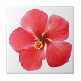Roter Hawaiianischer Hibiskus Blume Fliese