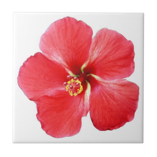 Roter Hawaiianischer Hibiskus Blume Fliese (Vorderseite)