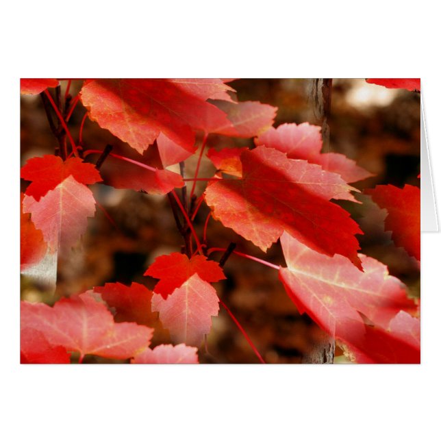 Roter Herbst verlässt Natur-Fotografie-Karte (Vorderseite (Horizontal))