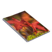 Roter Herbst verlässt Notizbuch Notizblock (Rechte Seite)