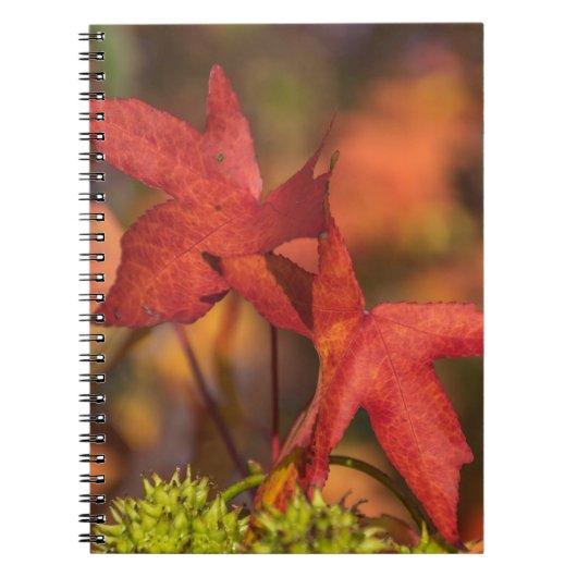 Roter Herbst verlässt Notizbuch Notizblock (Vorderseite)