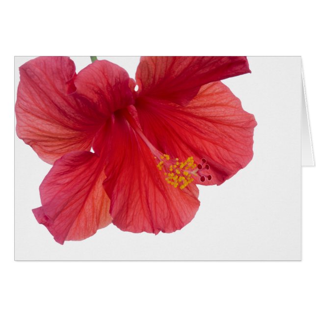 Roter Hibiskus (Vorderseite (Horizontal))
