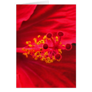 Roter Hibiskus