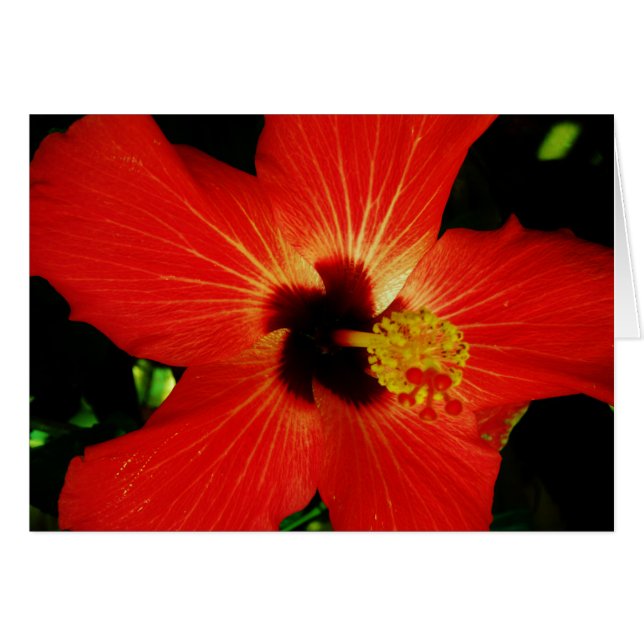Roter Hibiskus (Vorderseite (Horizontal))