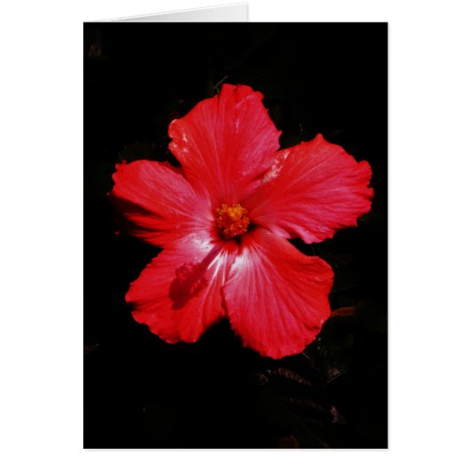 Roter Hibiskus (Vorne)