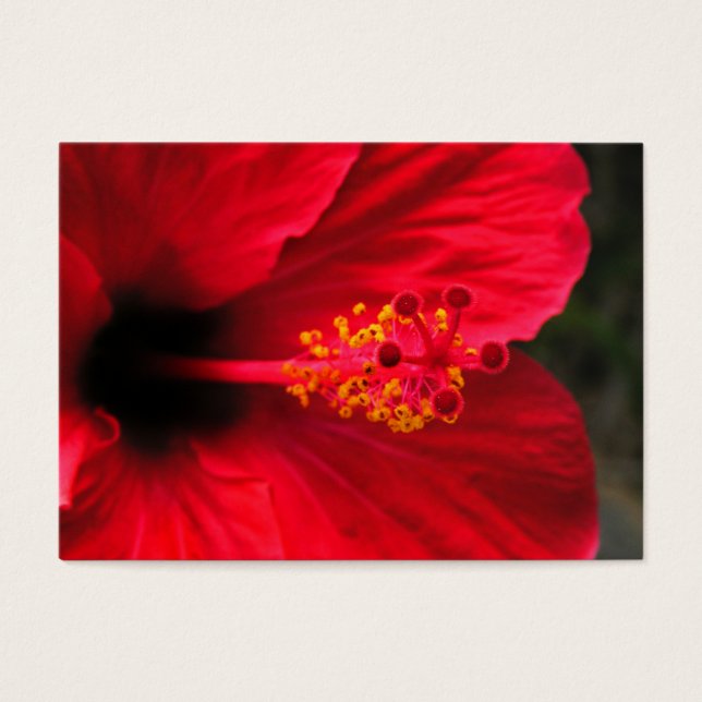 Roter Hibiskus (Vorderseite)