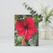 Roter Hibiskus 1 Postkarte (Stehend Vorderseite)
