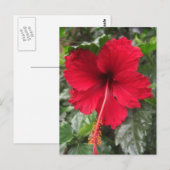 Roter Hibiskus 1 Postkarte (Vorne/Hinten)