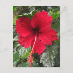 Roter Hibiskus 1 Postkarte