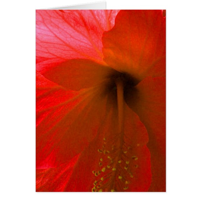 Roter Hibiskus Blume (Vorne)