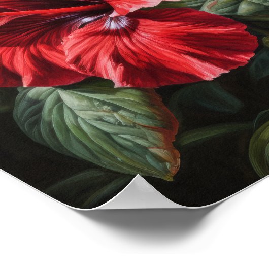Roter Hibiskus Blume Art Print Poster (Ecke)