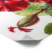 Roter Hibiskus Blume Art Print Poster (Ecke)