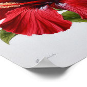Roter Hibiskus Blume Art Print Poster (Ecke)