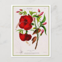 Roter Hibiskus Blume Botanisch Zeichnend