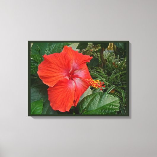 Roter Hibiskus Blume Leinwanddruck (Vorderseite)