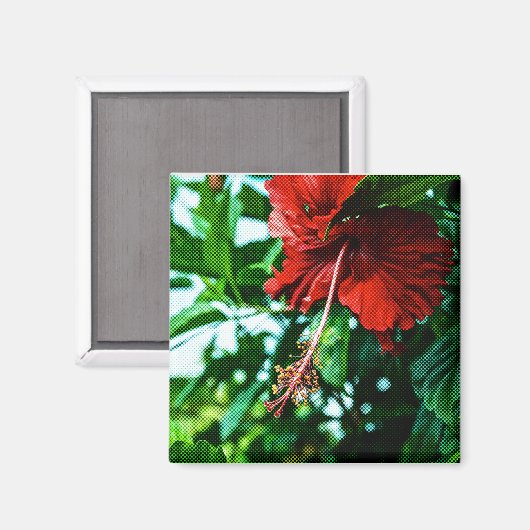 Roter Hibiskus Blume Magnet (Vorderseite/Rückseite)