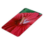 Roter Hibiskus Blume mit Raindrops-Foto Magnet (Linke Seite)