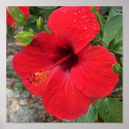 Roter Hibiskus Blume Park Güell Barcelona Poster