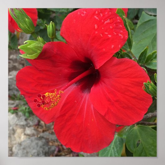 Roter Hibiskus Blume Park Güell Barcelona Poster (Vorne)