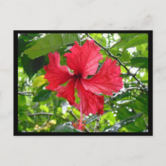 Roter Hibiskus Blume Postkarte
