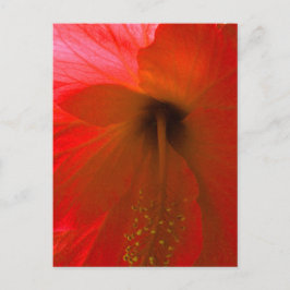 Roter Hibiskus Blume Postkarte