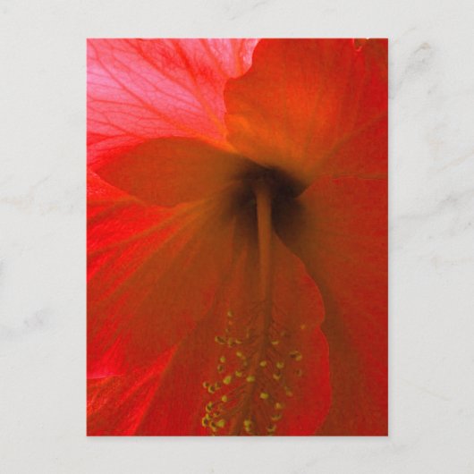 Roter Hibiskus Blume Postkarte (Vorderseite)