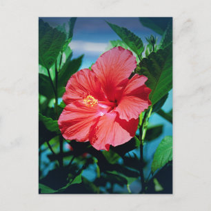 Roter Hibiskus Blume Postkarte