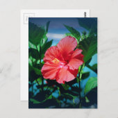 Roter Hibiskus Blume Postkarte (Vorne/Hinten)