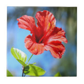 Roter Hibiskus Fliese (Vorderseite)