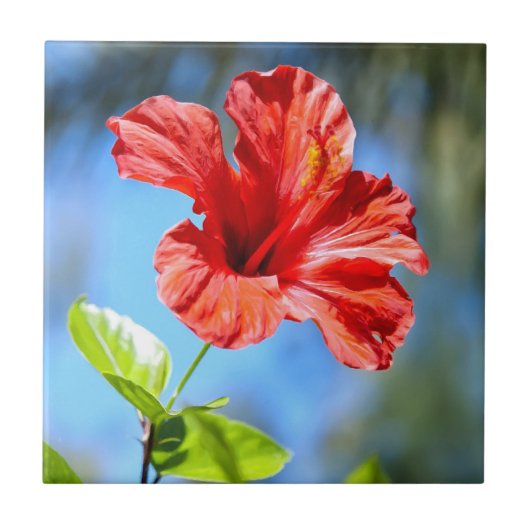 Roter Hibiskus Fliese (Vorderseite)