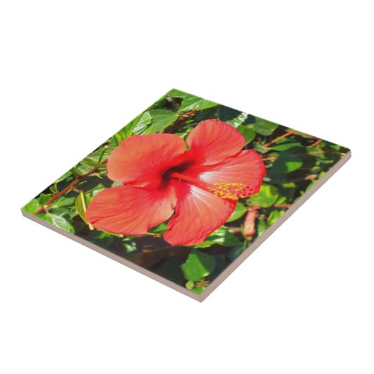 Roter Hibiskus Fliese (Seite)