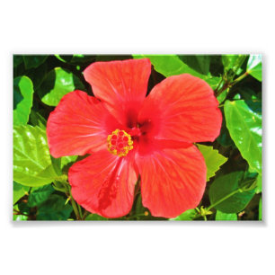 Roter Hibiskus - Foto-Druck Fotodruck