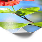 Roter Hibiskus Fotodruck (Ecke)