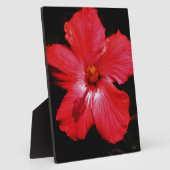 Roter Hibiskus Fotoplatte (Seite)