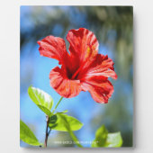 Roter Hibiskus Fotoplatte (Vorderseite)