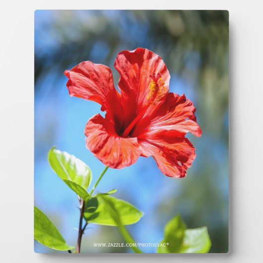 Roter Hibiskus Fotoplatte (Vorderseite)