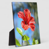 Roter Hibiskus Fotoplatte (Seite)