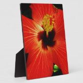 Roter Hibiskus Fotoplatte (Seite)