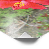 Roter Hibiskus Gelbes Stigma Fotodruck (Ecke)