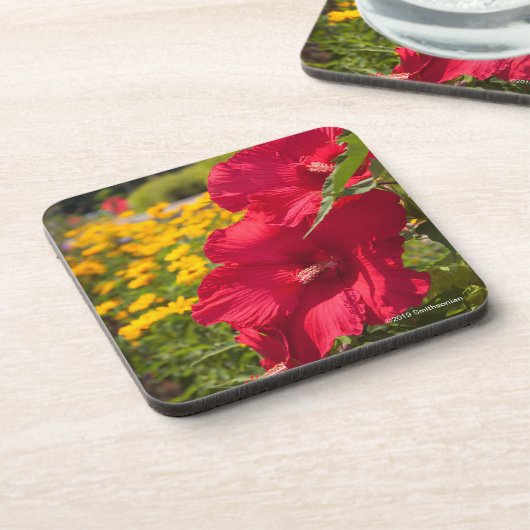 Roter Hibiskus Getränkeuntersetzer (Linke Seite)